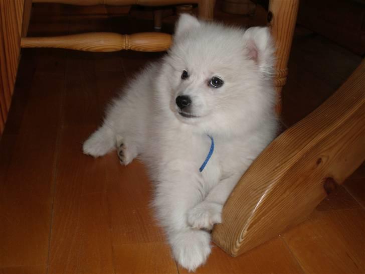 Japansk spids Bailey :)<3  billede 8