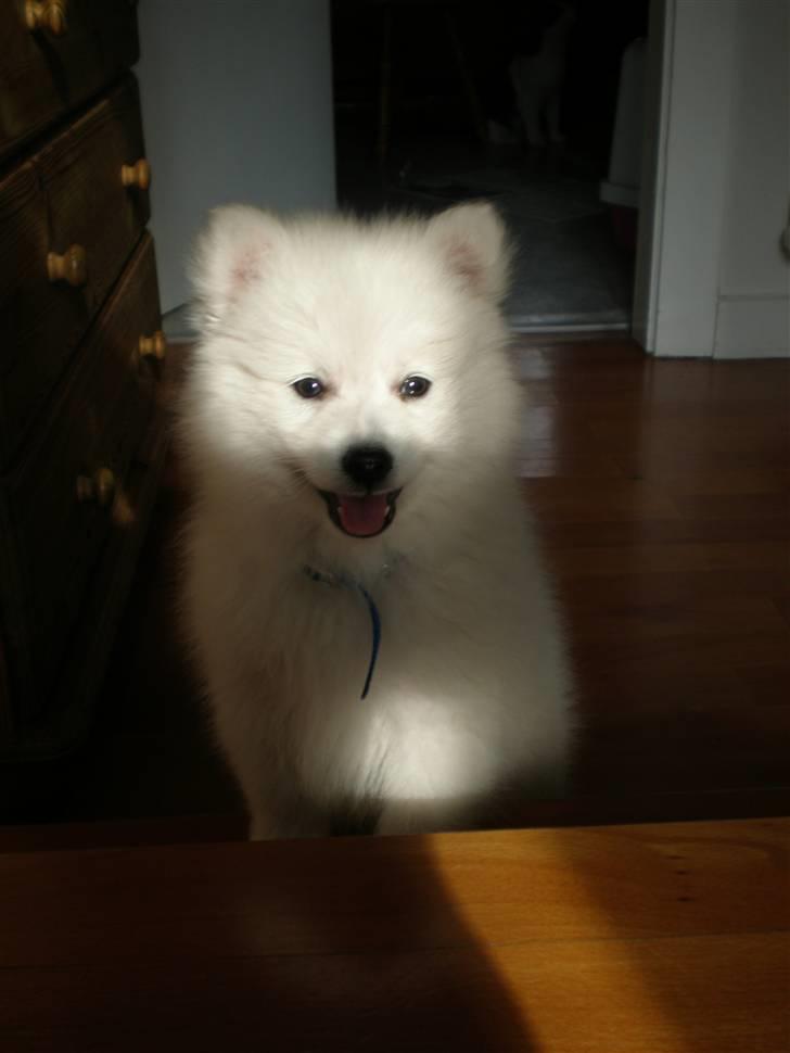 Japansk spids Bailey :)<3  billede 9