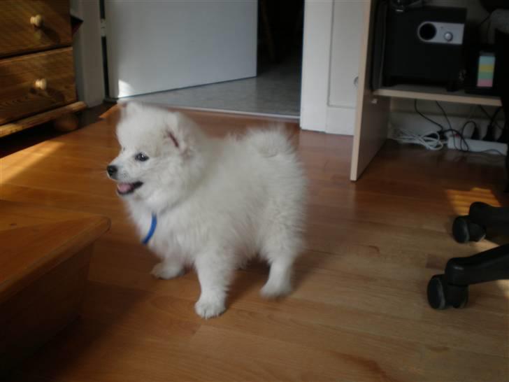 Japansk spids Bailey :)<3  billede 10