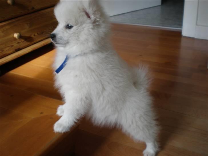 Japansk spids Bailey :)<3  billede 11