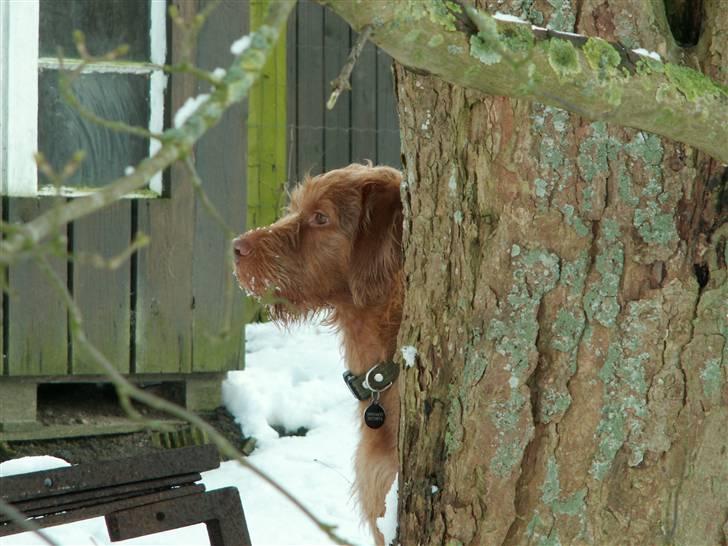 Ruhåret vizsla Casanova billede 18