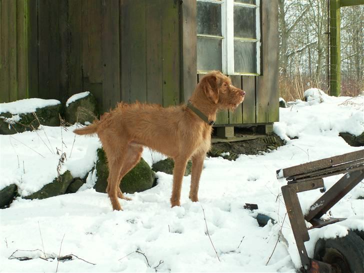 Ruhåret vizsla Casanova billede 19