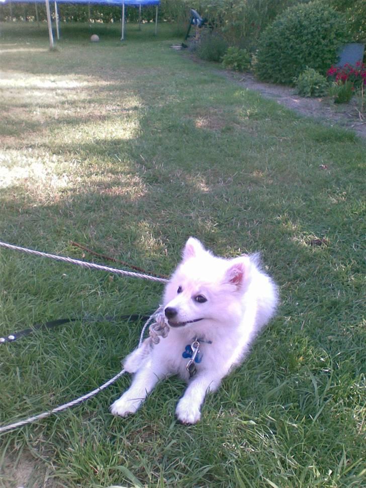Japansk spids Bailey :)<3  billede 12