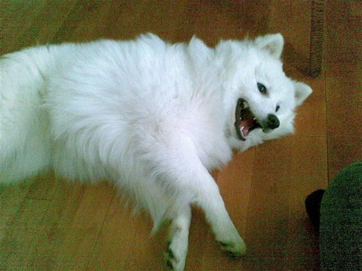 Japansk spids Bailey :)<3  billede 13