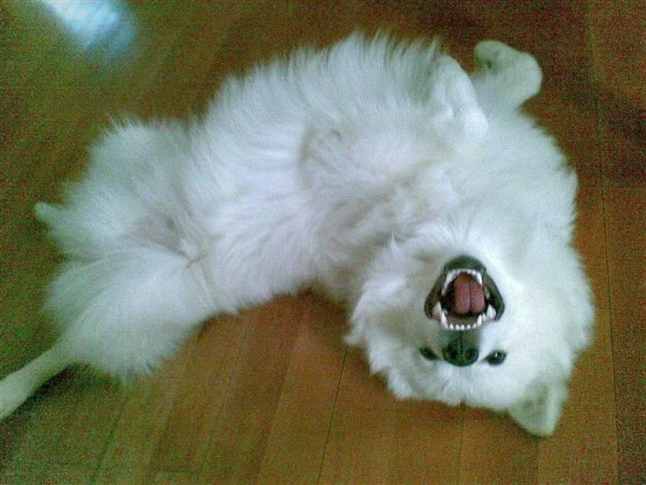 Japansk spids Bailey :)<3  billede 14