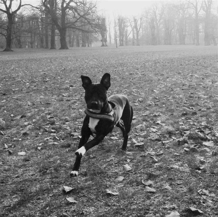 Blanding af racer Harley billede 1