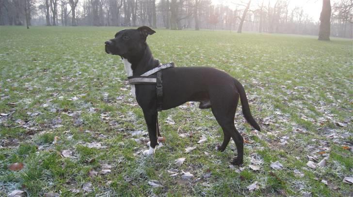 Blanding af racer Harley billede 2