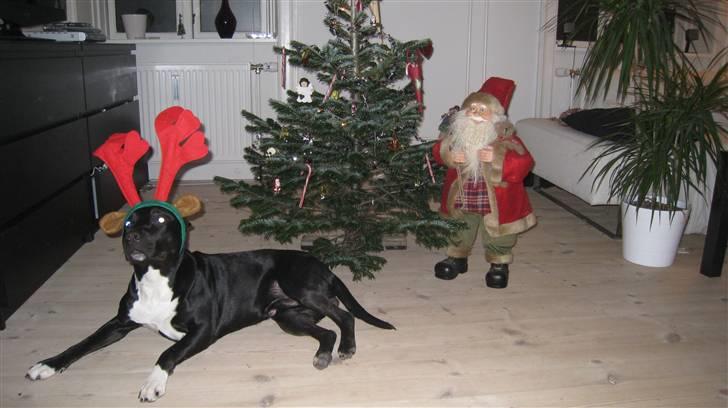 Blanding af racer Harley - Harley forklædt som jule-rensdyr 2008 billede 3