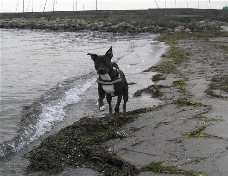 Blanding af racer Harley billede 4