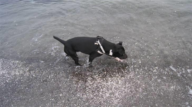 Blanding af racer Harley - Vandhunden :) billede 5