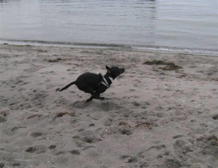 Blanding af racer Harley billede 6