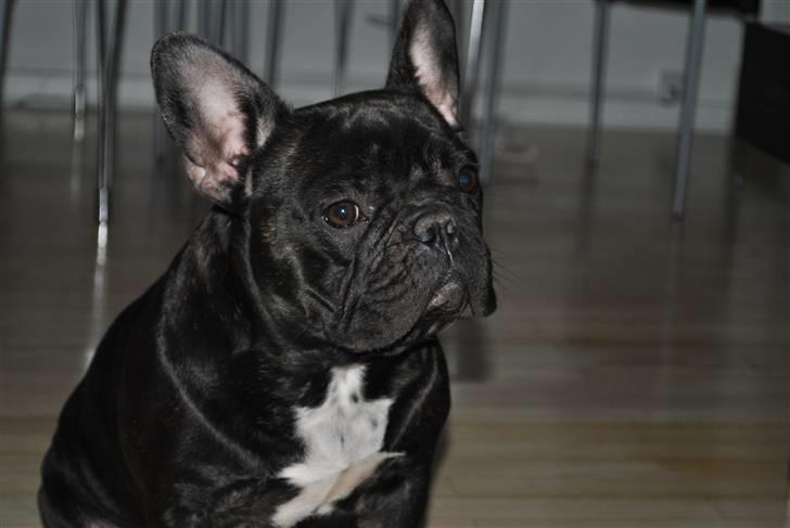 Fransk bulldog Molli  - molli 11 mdr. billede 1