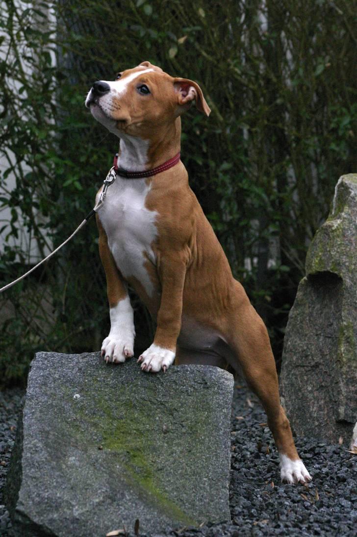 Amerikansk staffordshire terrier Great Vikings Angel Eye billede 12