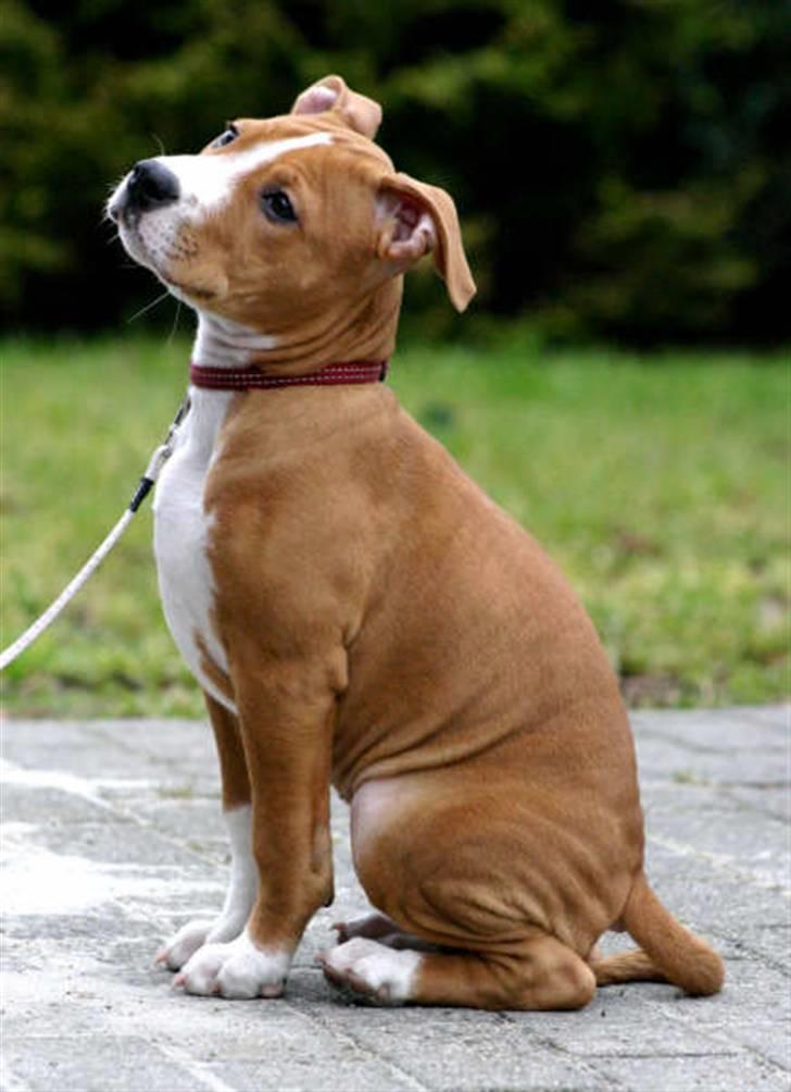 Amerikansk staffordshire terrier Great Vikings Angel Eye billede 13