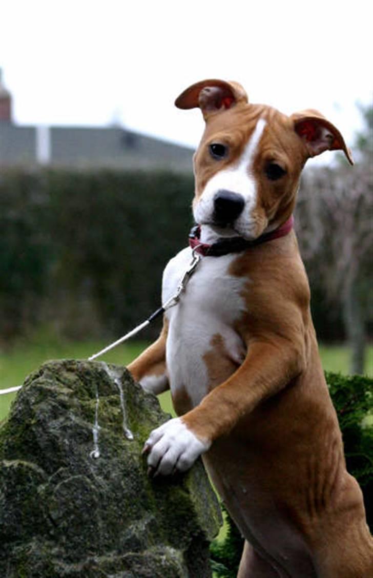 Amerikansk staffordshire terrier Great Vikings Angel Eye billede 14