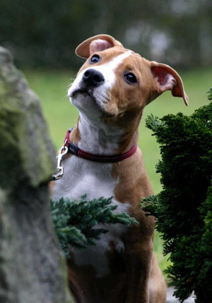 Amerikansk staffordshire terrier Great Vikings Angel Eye billede 15