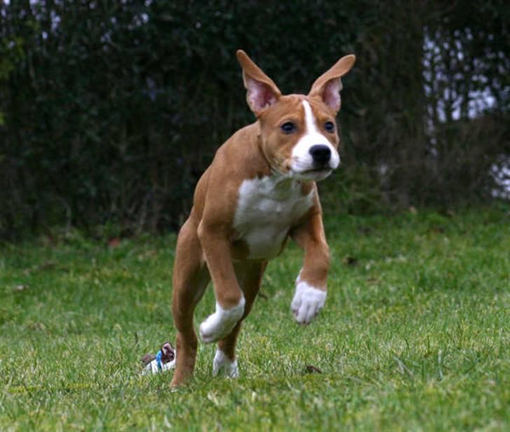 Amerikansk staffordshire terrier Great Vikings Angel Eye billede 16