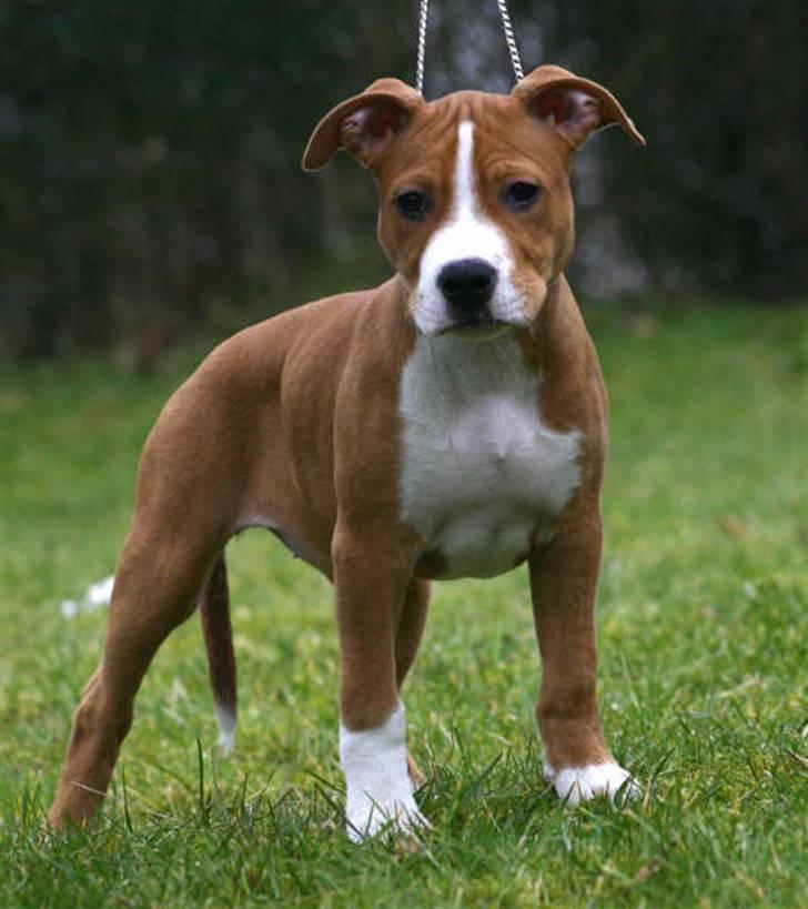 Amerikansk staffordshire terrier Great Vikings Angel Eye billede 17