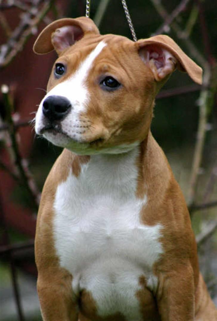 Amerikansk staffordshire terrier Great Vikings Angel Eye billede 18