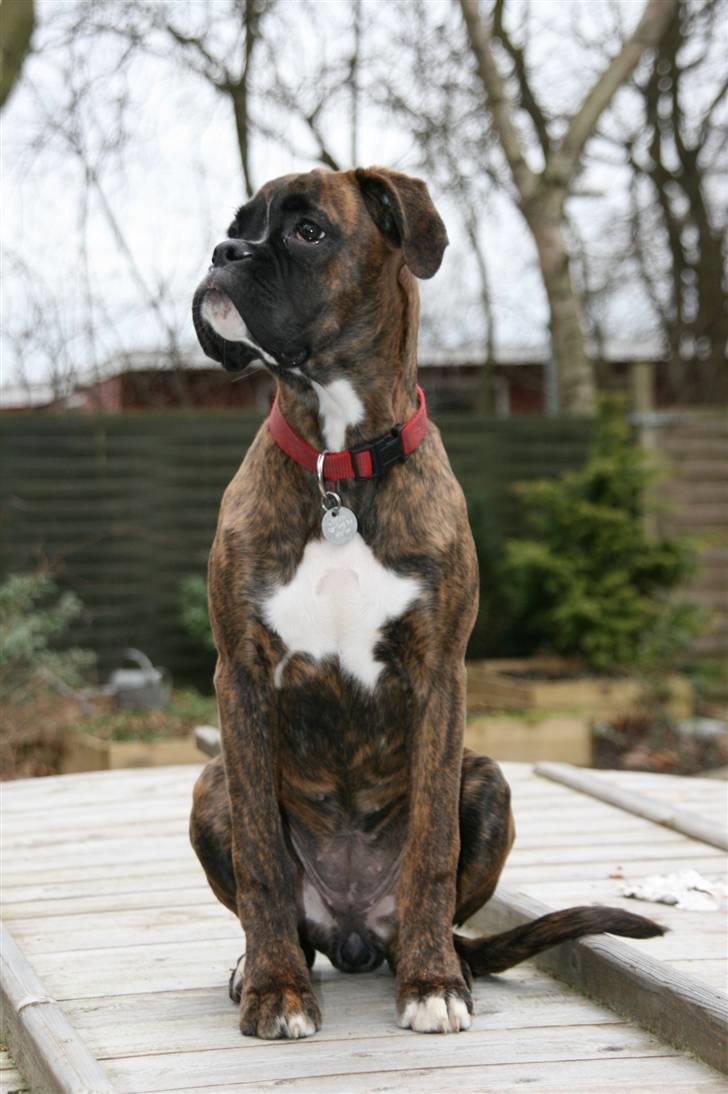 Boxer Roma billede 12