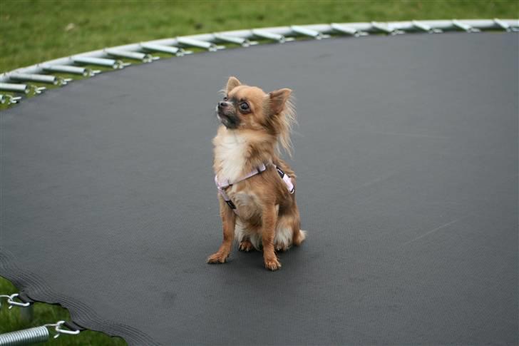 Chihuahua Lady - Lady på kæmpe trampolin. billede 10