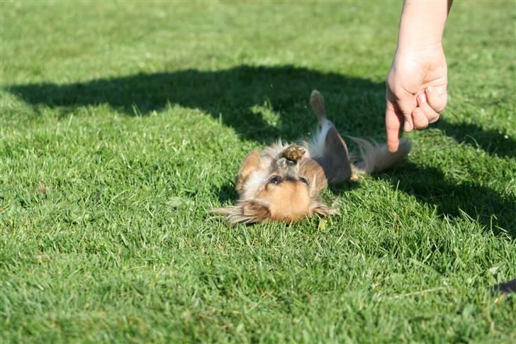 Chihuahua Lady - Lady spiller død. billede 11