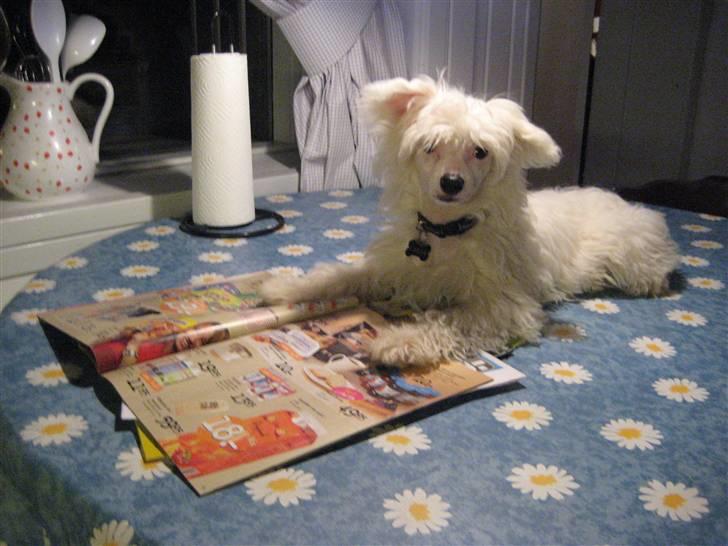 Chinese crested powder puff Kong Laban aflivet - han kom med op, da jeg læste reklamer, da han blev ved med at gø af mig! billede 10