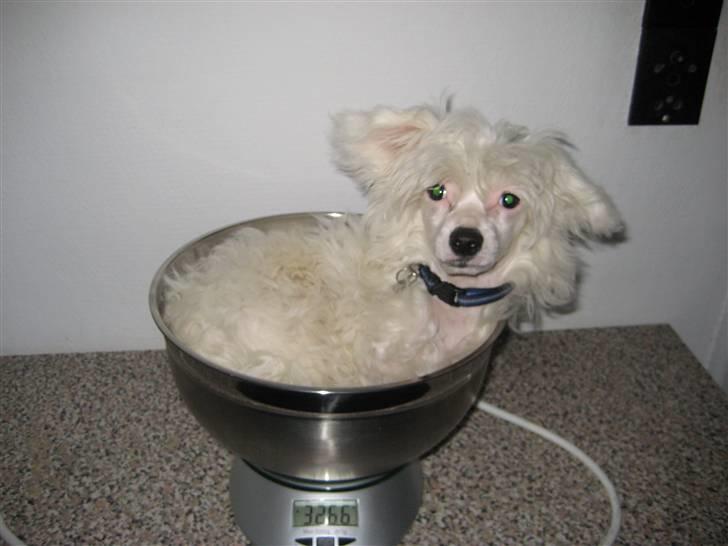 Chinese crested powder puff Kong Laban aflivet - vejer nu 3,266 billede 11