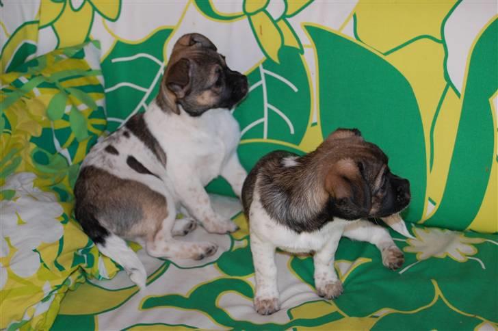 Blanding af racer Cassie <3 billede 14