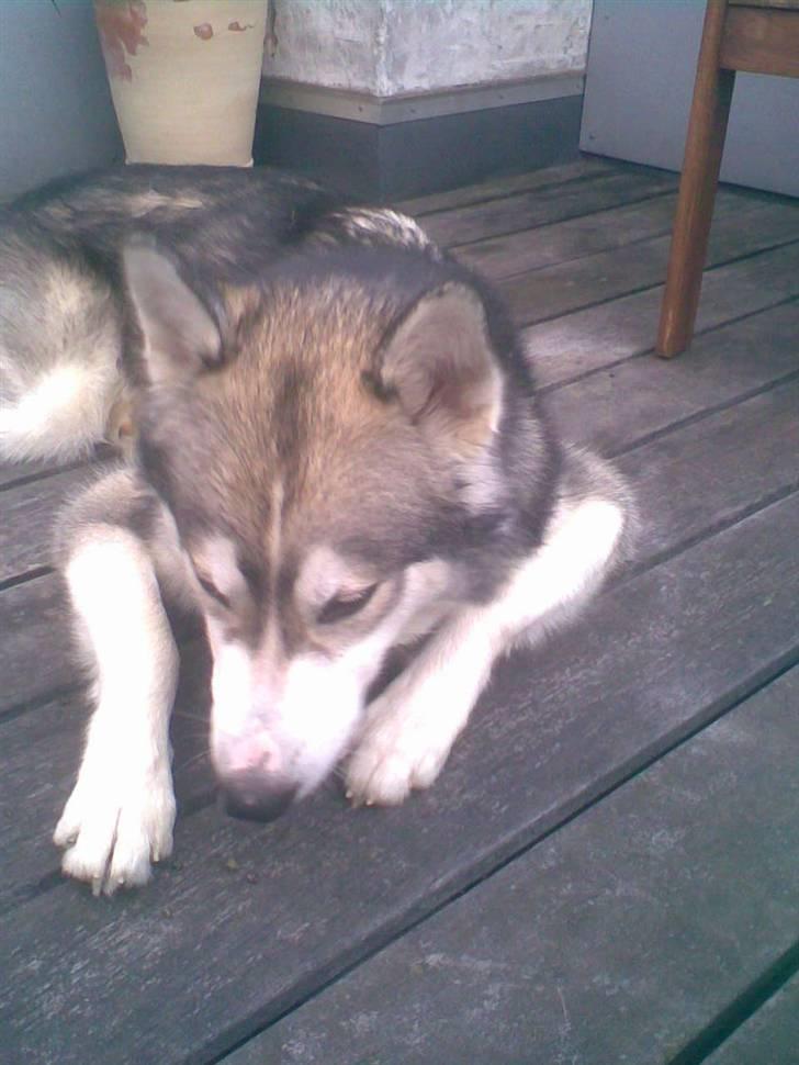 Alaskan malamute Snusen - Snusen nyder at hygge udenfor :0) billede 1