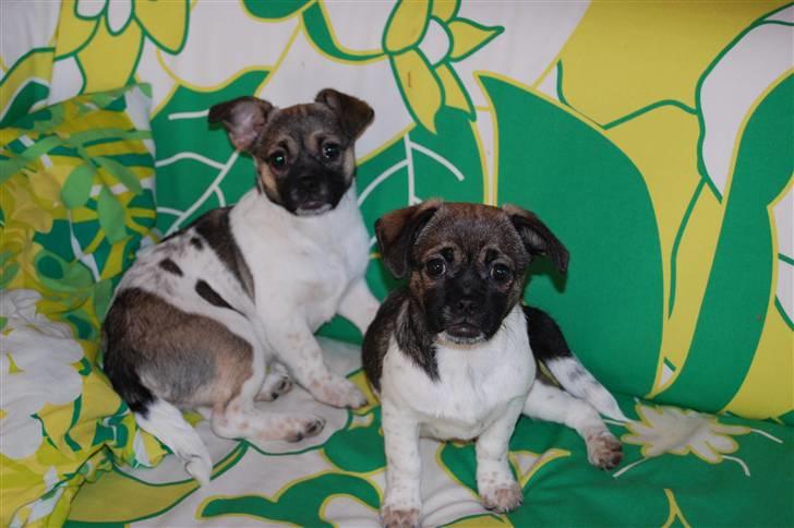 Blanding af racer Cassie <3 billede 15