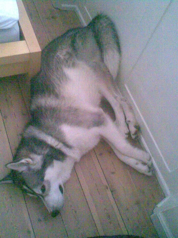 Alaskan malamute Snusen billede 2