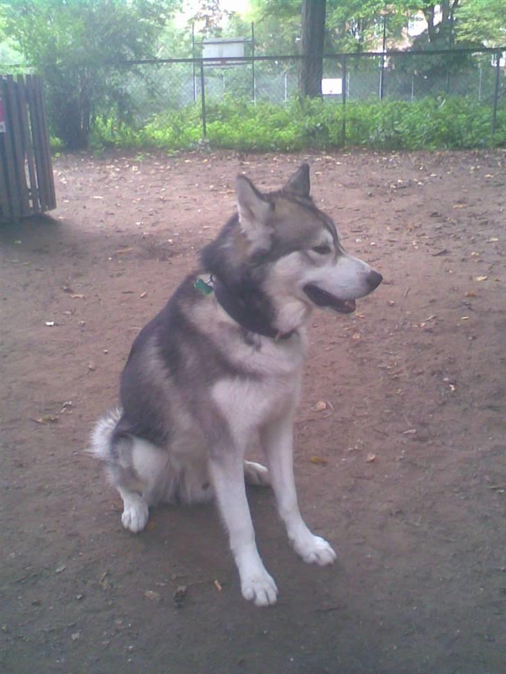 Alaskan malamute Snusen billede 3
