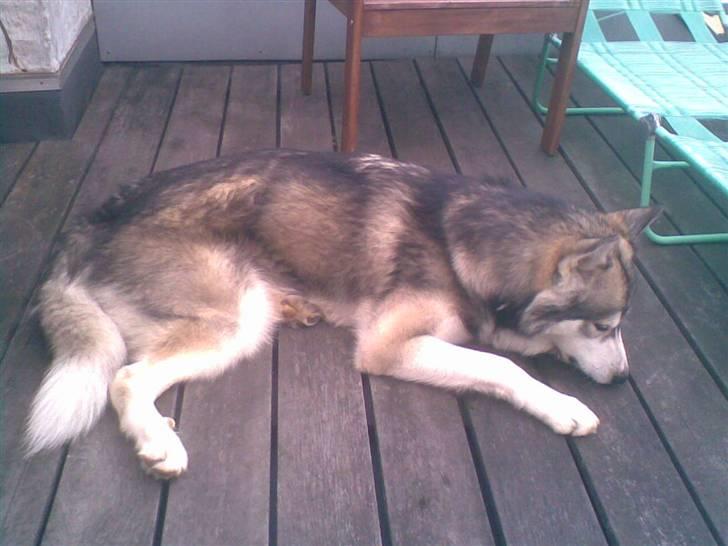 Alaskan malamute Snusen billede 4