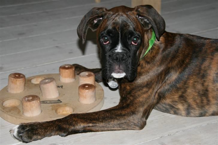 Boxer Roma billede 13