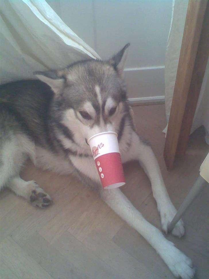 Alaskan malamute Snusen billede 5