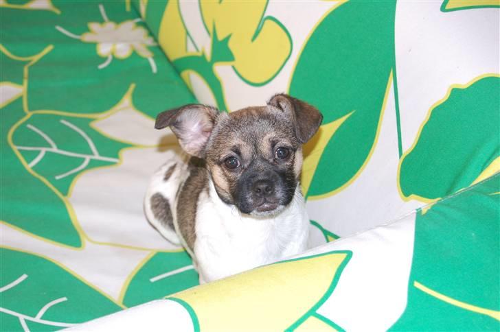 Blanding af racer Trixie <3 SOLGT :') billede 20