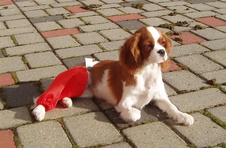 Cavalier king charles spaniel Clasic Star Citha RIP 30-7 2017 - 2 dage efter op billede 11