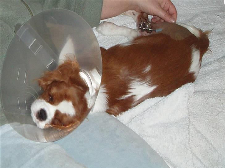 Cavalier king charles spaniel Clasic Star Citha RIP 30-7 2017 - op i dag billede 12