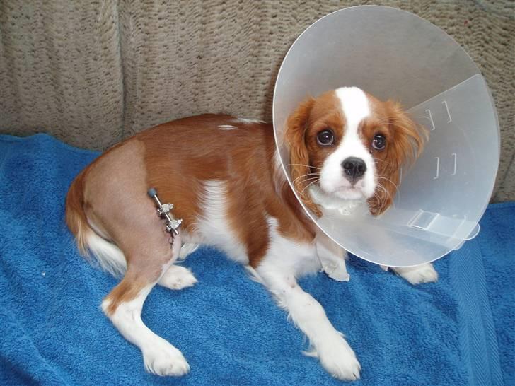 Cavalier king charles spaniel Clasic Star Citha RIP 30-7 2017 - godt det ikke er mig billede 13