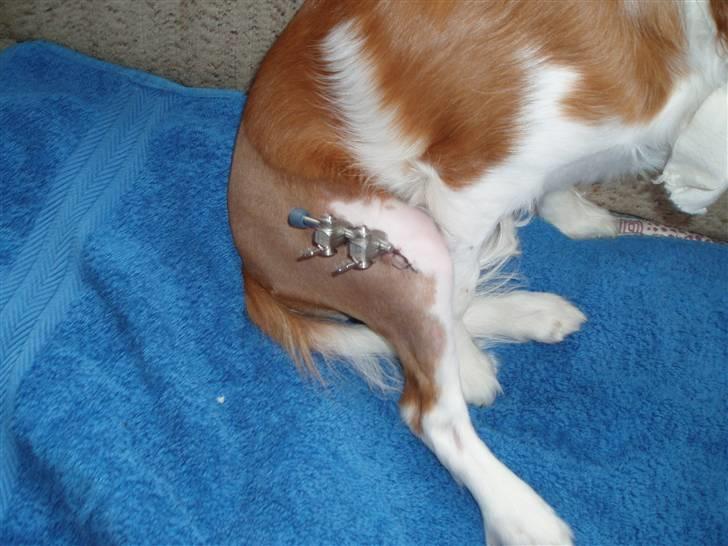 Cavalier king charles spaniel Clasic Star Citha RIP 30-7 2017 - det ser fint ud billede 14