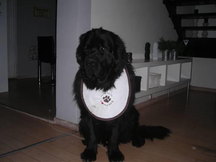 Newfoundlænder Findus - findus nye hagesmæk billede 16