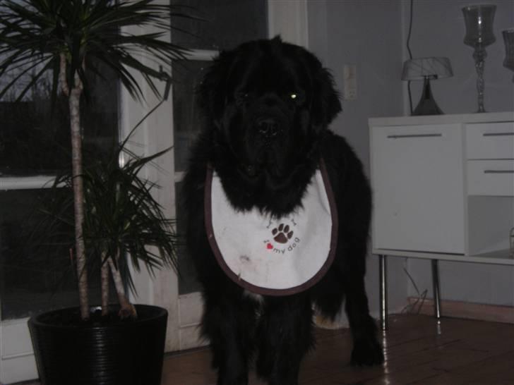 Newfoundlænder Findus billede 17