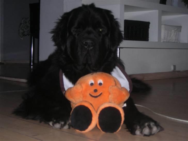 Newfoundlænder Findus - og hans basketbold :D  billede 18