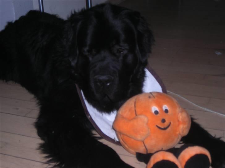 Newfoundlænder Findus billede 19