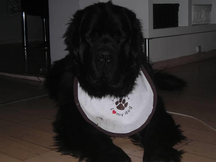 Newfoundlænder Findus billede 20