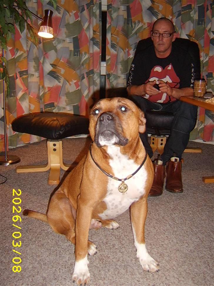 Amerikansk staffordshire terrier Pilgrim - Rigtig gangsterhund med guldhalskæde. billede 6