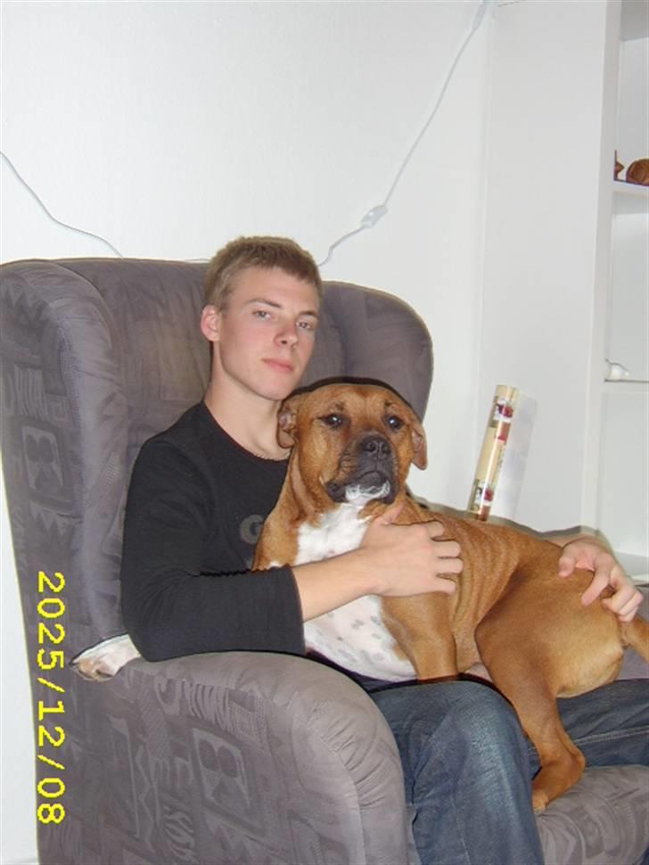 Amerikansk staffordshire terrier Pilgrim - Rigtig skødehund. billede 7