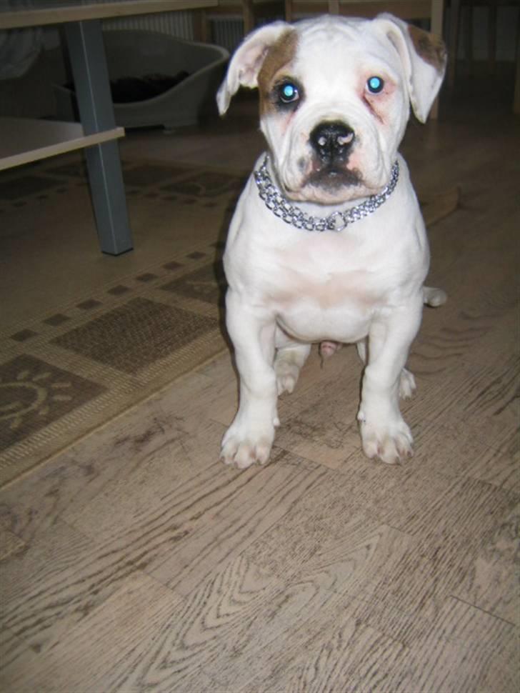 Amerikansk bulldog ABO´s jim morrison billede 1