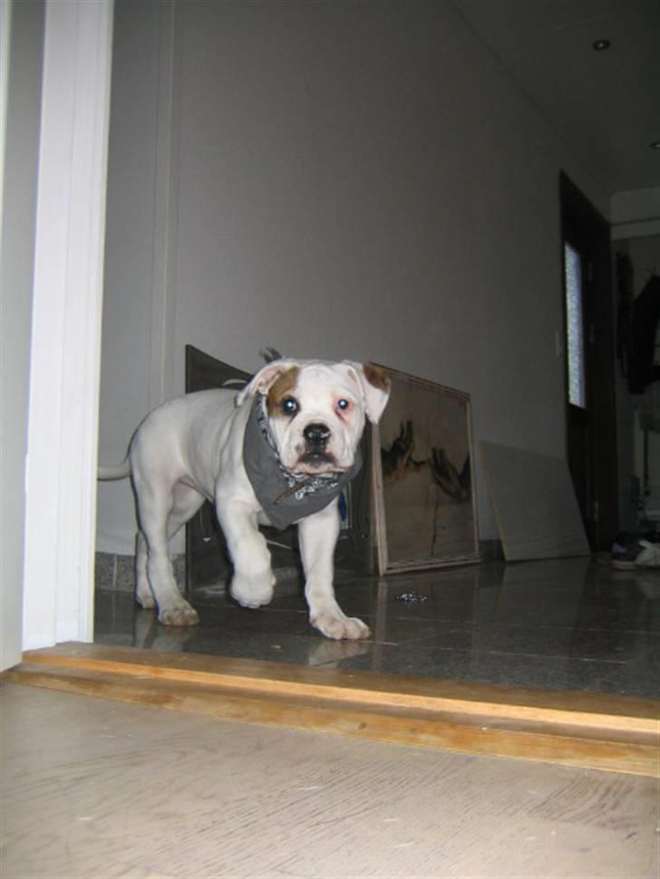 Amerikansk bulldog ABO´s jim morrison billede 2